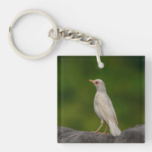 Albino Robin i Krona Point
