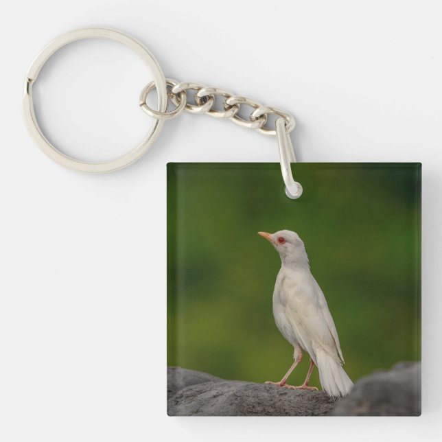 Albino Robin i Krona Point (Framsidan)