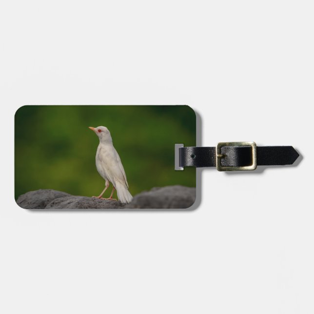 Albino Robin i Krona Point Bagagebricka (Horisontell Framsida)