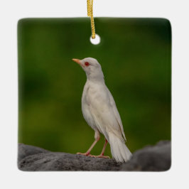 Albino Robin i Krona Point Julgransprydnad Keramik