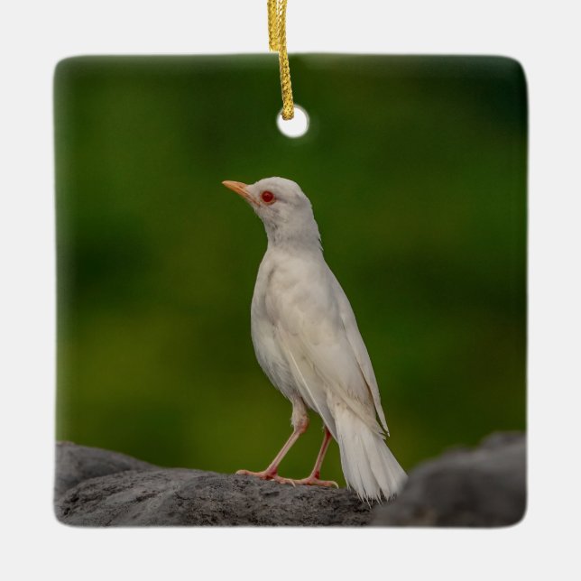 Albino Robin i Krona Point Julgransprydnad Keramik (Framsida)