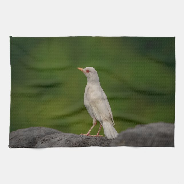 Albino Robin i Krona Point Kökshandduk (Horisontell)