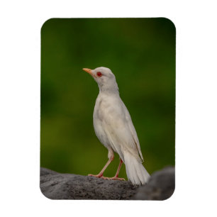 Albino Robin i Krona Point Magnet