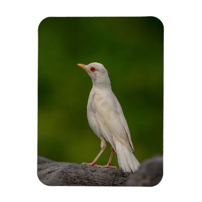 Albino Robin i Krona Point Magnet (Vertikal)