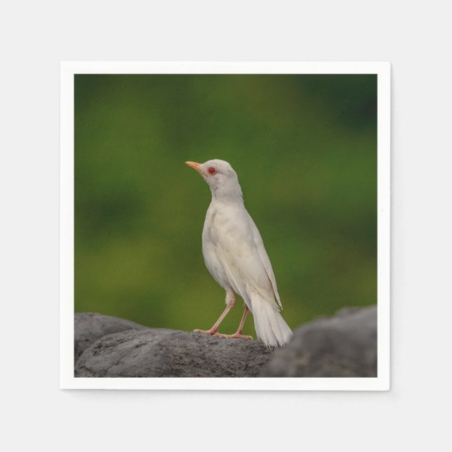 Albino Robin i Krona Point Pappersservett (Framsidan)