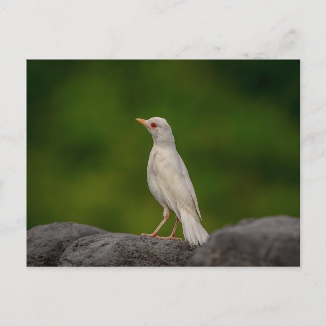 Albino Robin i Krona Point Vykort (Framsida)