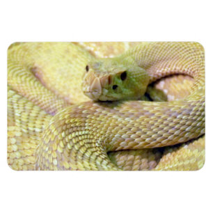 Albino Snake Flexible Magnet