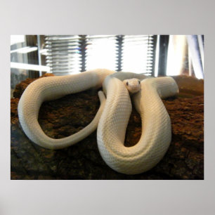 Albino Snake Poster