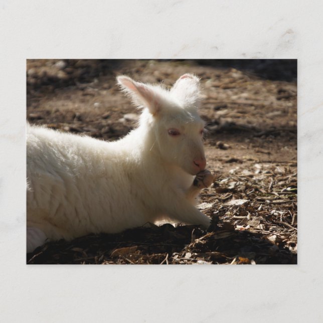 Albino Wallaby Vykort (Framsida)