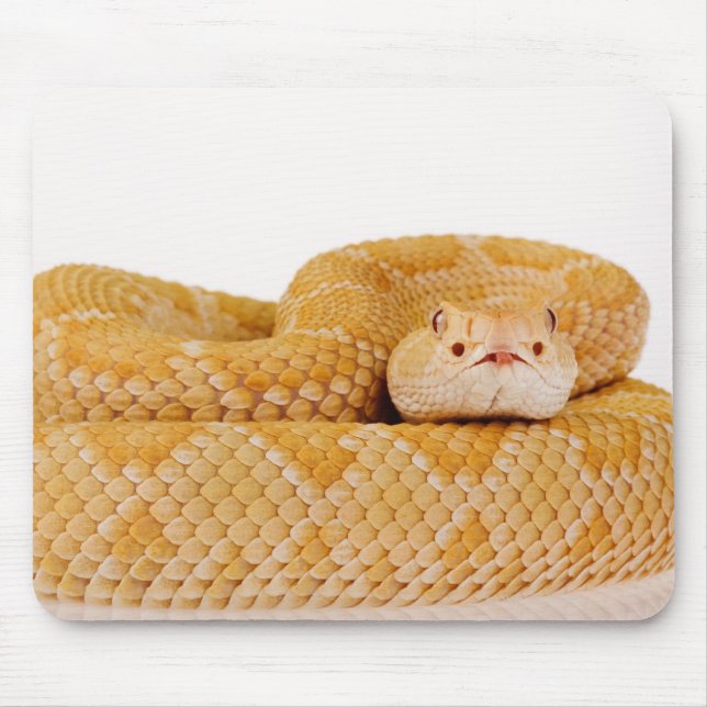 Albino Western diamondback rattlesnake (Crotalus A Musmatta (Framsidan)