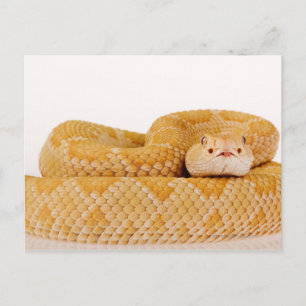 Albino Western diamondback rattlesnake (Crotalus A Vykort