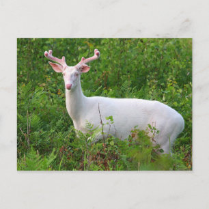 Albino Whitetail Hjort vykort