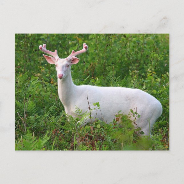 Albino Whitetail Hjort vykort (Framsida)
