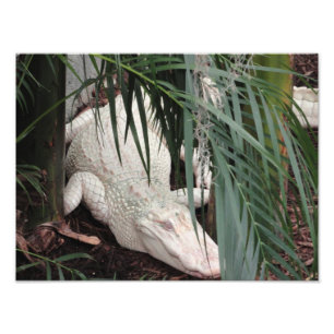 Albinoalligator Fototryck