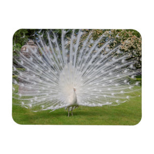 Albinodocka visar fjädrar magnet