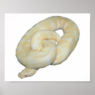 Albinohumla Poster
