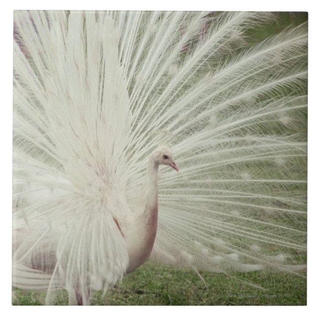 Albinopåfågel Kakelplatta (Framsidan)