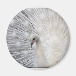 Albinopåfågel Magnet