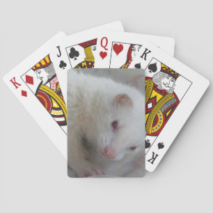 Albinovesslabild Casinokort