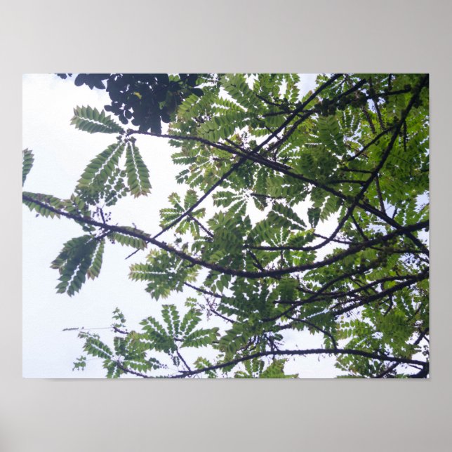 Albizia adianthifoli poster (Framsidan)