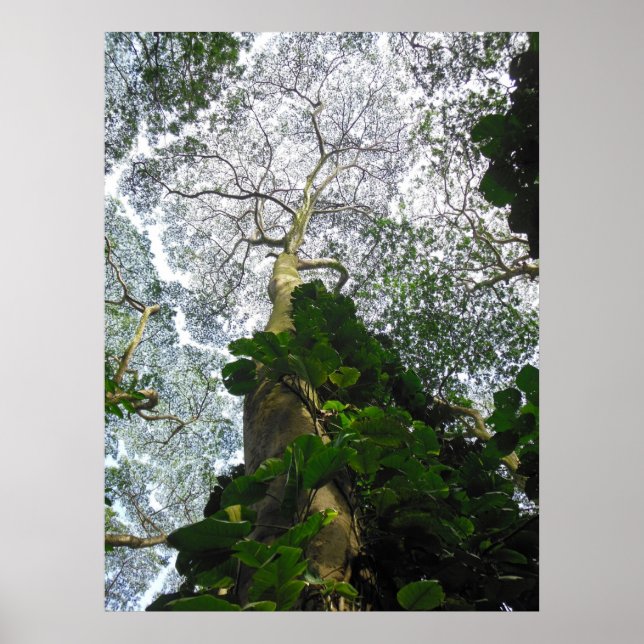 Albizia Träd Poster (Framsidan)