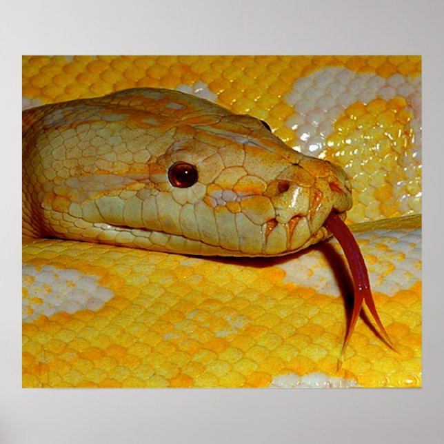 Alboino Burmese Python Snake Poster (Framsidan)