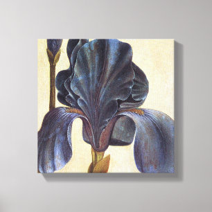 Albrecht Durer Flowers - Iris Detail Painting Canvastryck