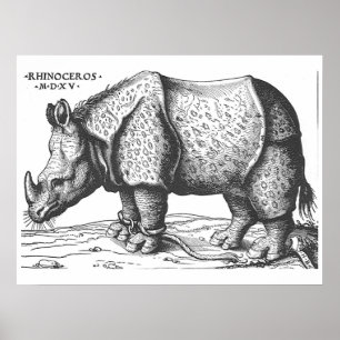 Albrecht Durer - noshörning Poster