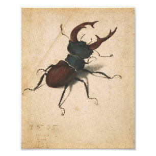 Albrecht Durer Stag Beetle Renaissance Vintage Art Fototryck