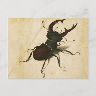 Albrecht Durer Stag Beetle Renaissance Vintage Art Vykort