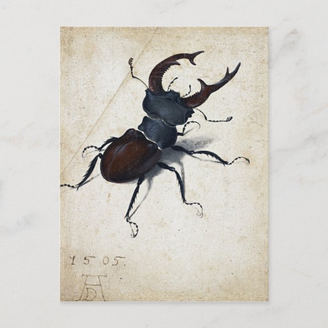 Albrecht Dürer Stag Beetle Vykort (Framsida)