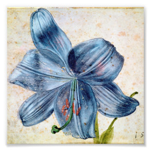 Albrecht Durer - Studie av en Lily Fototryck