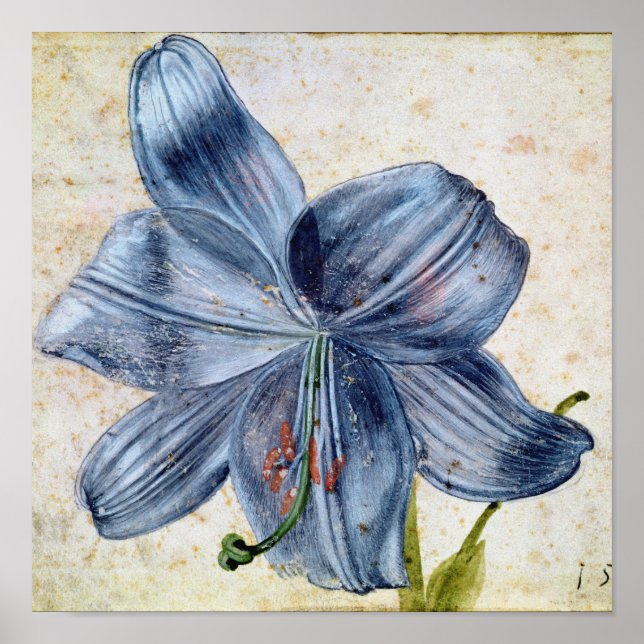 Albrecht Durer - Study of a Lily Poster (Framsidan)