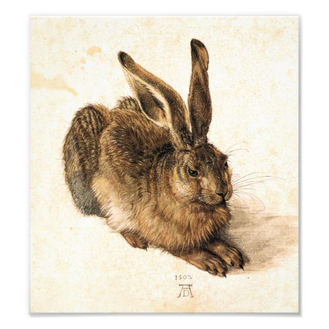 Albrecht Durer Young Hare Fototryck (Framsidan)
