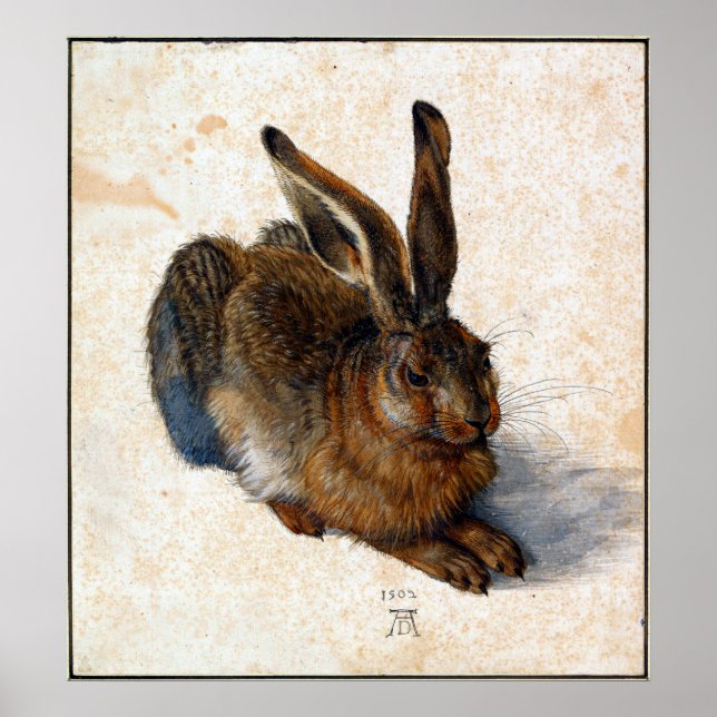 Albrecht Durer Young Hare Poster (Framsidan)
