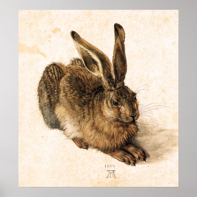Albrecht Durer Young Hare Poster (Framsidan)