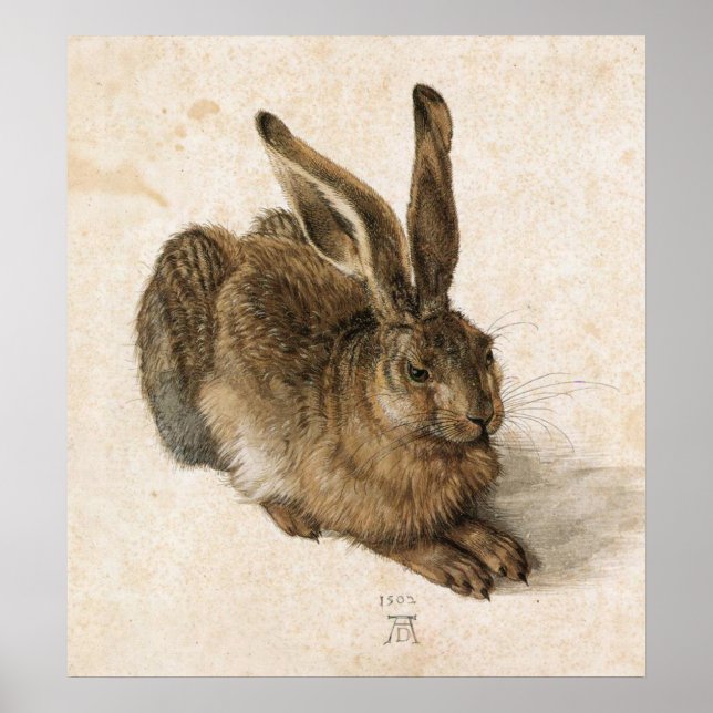 Albrecht Durer Young Hare Poster (Framsidan)