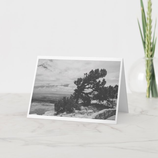 ’ALBUQUERQUE LOOKOUT’ KORT (Framsida)