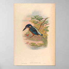 Alcdedo Grandis Kingfisher Vintage Bird of Asia Poster