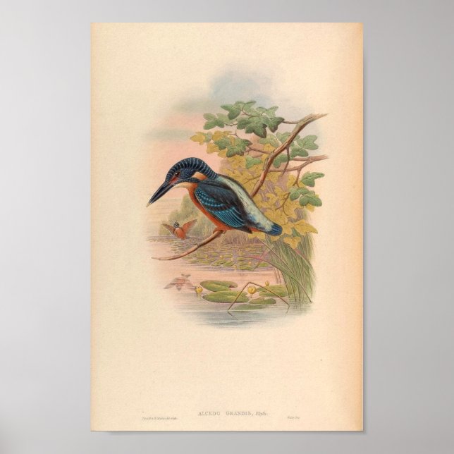 Alcdedo Grandis Kingfisher Vintage Bird of Asia Poster (Framsidan)