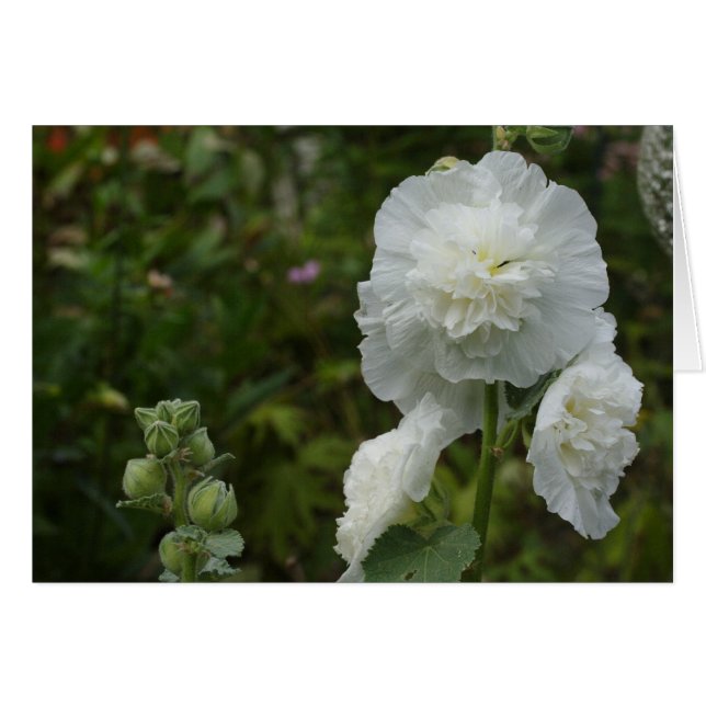 Alcea rosea hälsningskort (Framsidan Horizontal)