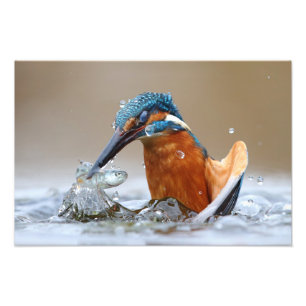 Alcedo Atthis Kingfisher-jakt vatten Luca Casale Fototryck