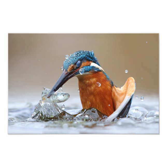 Alcedo Atthis Kungsfiskare som jagar i vattnet Luc Fototryck (Framsidan)