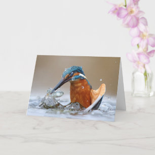 Alcedo Atthis Kungsfiskare som jagar i vattnet Luc Kort
