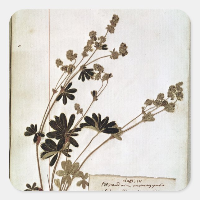 Alchemilla från Herbarium Fyrkantigt Klistermärke (Framsida)