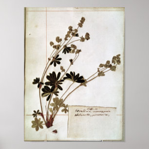 Alchemilla från Herbarium Poster