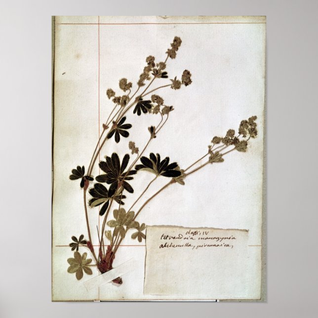 Alchemilla från Herbarium Poster (Framsidan)