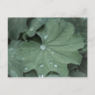 alchemilla vykort