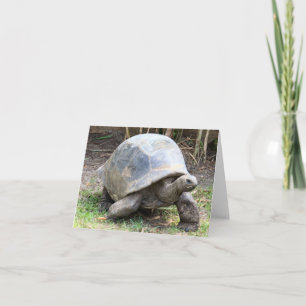 Aldabra Giant Tortoise Photo Folant Note Card Anteckningskort