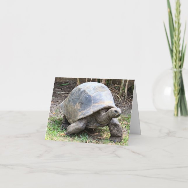Aldabra Giant Tortoise Photo Folant Note Card Anteckningskort (Framsida)